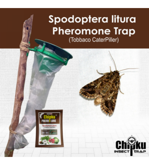 Chipku Pheromone Funnel Trap with Spodoptera Litura Lure (Combo Pack of 10)